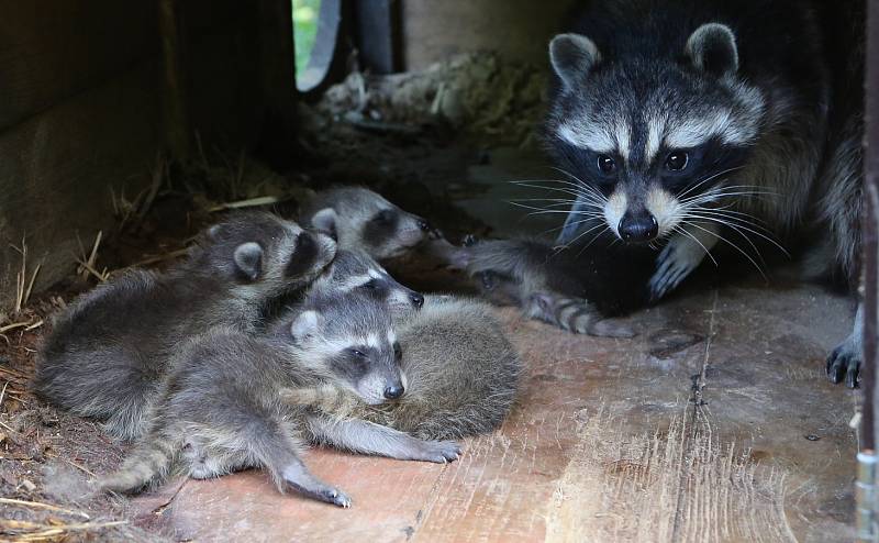 Zoo Děčín hlásí přírůstek v expozici mývalů severních. 