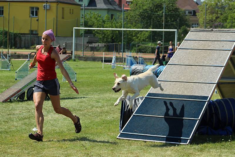 Psí závodníci se utkali v agility