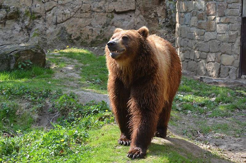 Medvěd kamčatský Bruno.