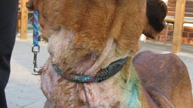 V děčínském psím  útulku skončil křížence pitbulla, kterého majitel nechal uvázaného v kotci. 