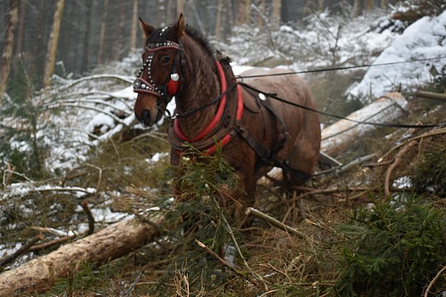 Se stahováním stromů v lese nad Přípeří pomáhají koně.