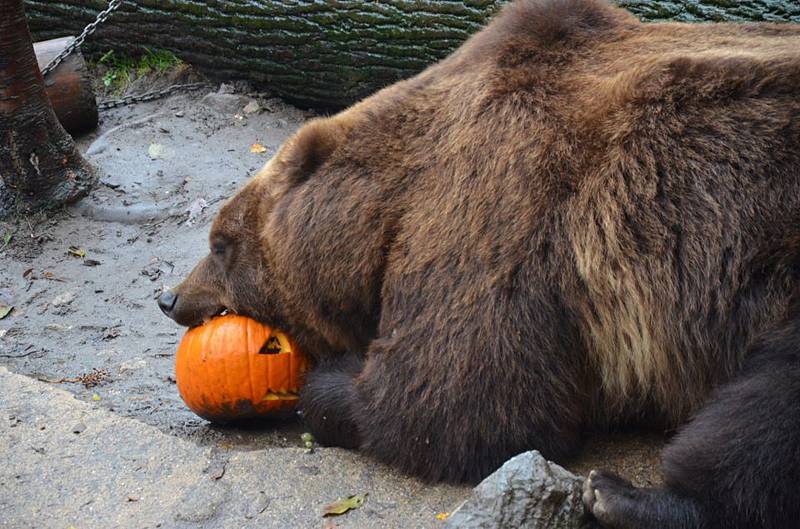 Dýňový enrichment v Zoo Děčín.