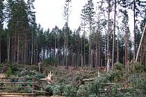 V Národním parku České Švýcarsko Emma nalámala skoro tři a půl tisíce kubíku dřeva.