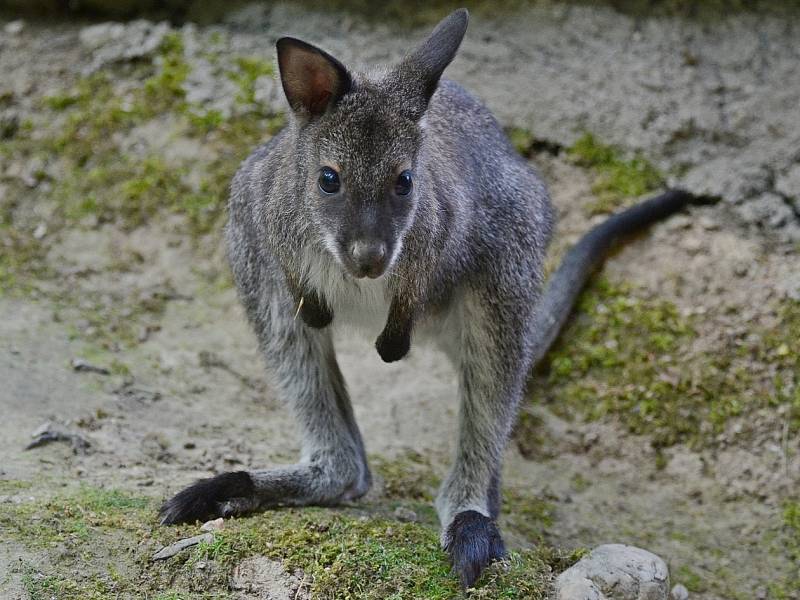 Klokaní mládě v děčínské zoo.