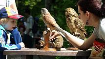 Více než osm stovek návštěvníků přišlo v sobotu slavit do děčínské zoo. A že slavit bylo co! První oslavou byl blížící se svátek všech dětí, druhou pak narozeniny národních parků České a Saské Švýcarsko. 