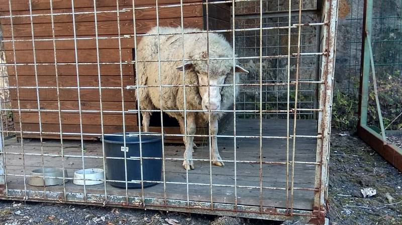 Hasiči i strážníci v Jílovém odchytli ovci. Zvíře běhalo na hlavní silnici a ohrožovalo provoz.