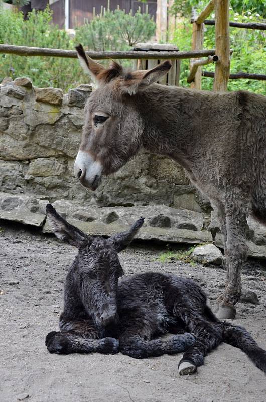 Samička osla domácího se narodila v děčínské zoo.