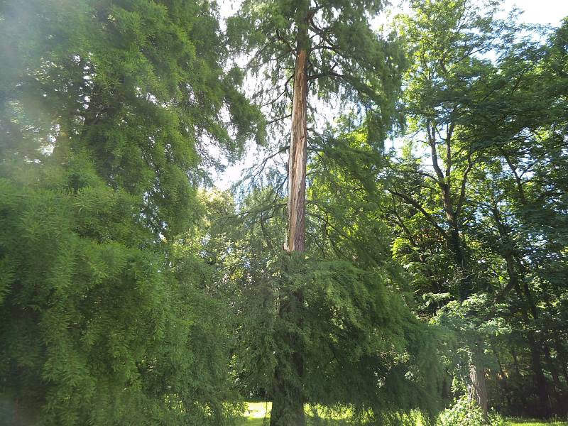 Blesk zasáhl strom na Mariánské louce v Děčíně.