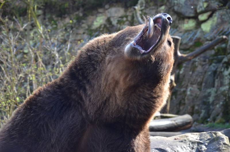 V děčínské zoologické zahradě zahájili 73. návštěvnickou sezónu.