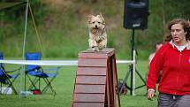 Dvoudenní psí závody agility Borec severu 2012 v Mikulášovicích.