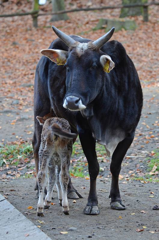 Zebu zakrslý.