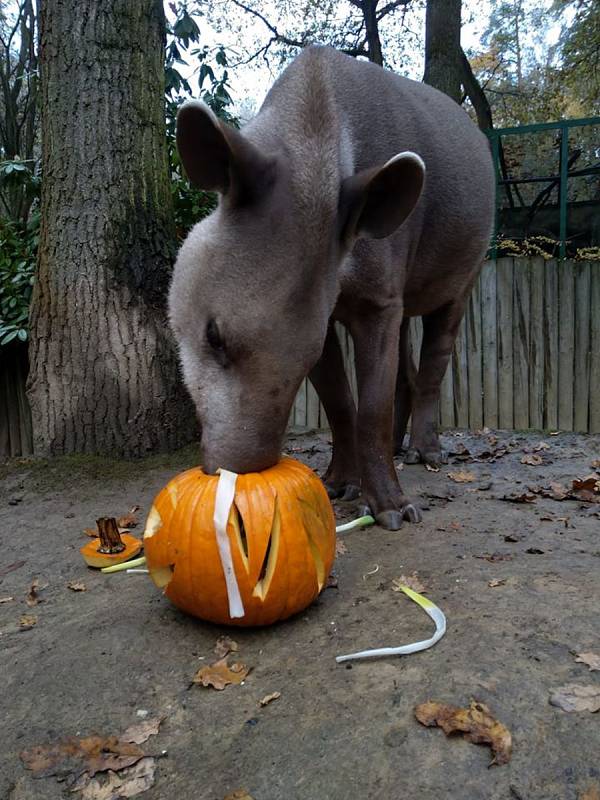 Dýňový enrichment v Zoo Děčín.