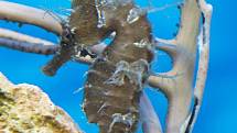 K letošnímu 65. výročí od založení si dala děčínská zoo dárek: Chov mořských koníků. 