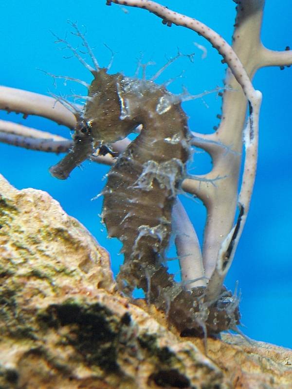 K letošnímu 65. výročí od založení si dala děčínská zoo dárek: Chov mořských koníků. 