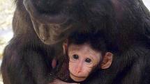 Velká radost nyní panuje v děčínské zoo. Mohou za ni nově narozená mláďata. 