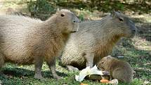 Mládě kapybary vodní se narodilo v děčínské zoo.