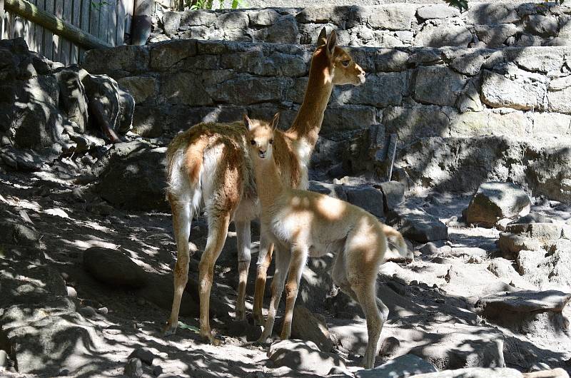 V děčínské zoo se narodilo mládě lamy vikuně.