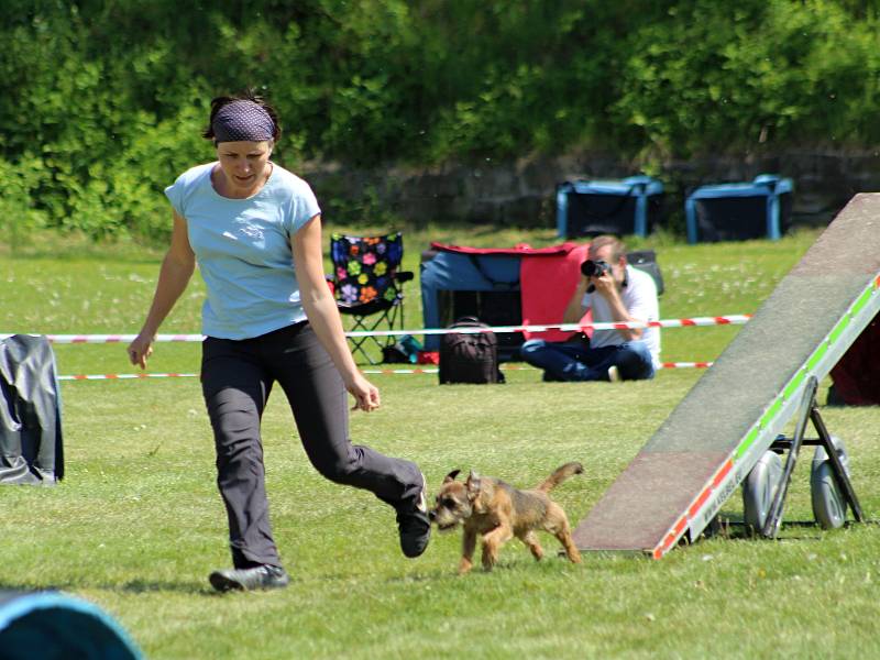 Psí závodníci se utkali v agility