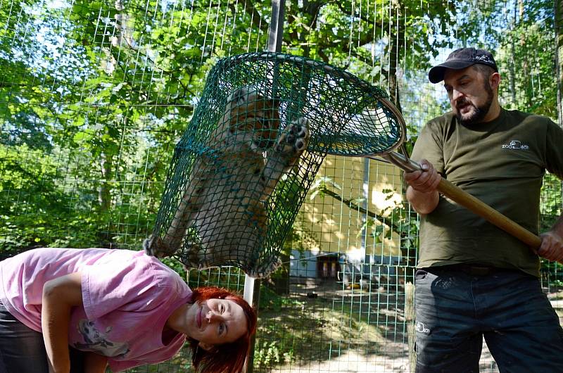 Kontrola pohlaví kotěte rysa ostrovida v děčínské zoo.