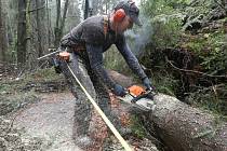 Lesní dělníci likvidují škody po nedělní vichřici v národním parku.
