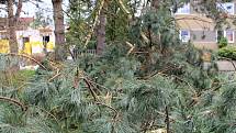Několik stromů popadalo i na sídlišti v Želenicích.