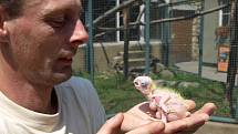 Na odchov vzácného papouška čekala děčínská zoo dlouhých dvacet let