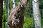 Děčínská zoologická zahrada hlásí další nový přírůstek. Na svět tam přišlo mládě kozorožce kavkazského.