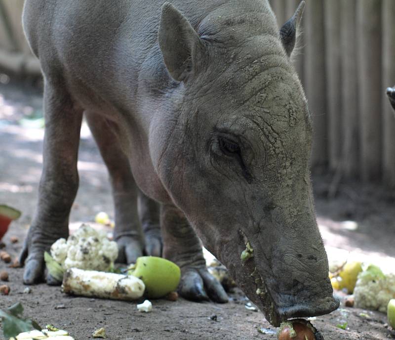 BABIRUSA CELEBESKÁ.