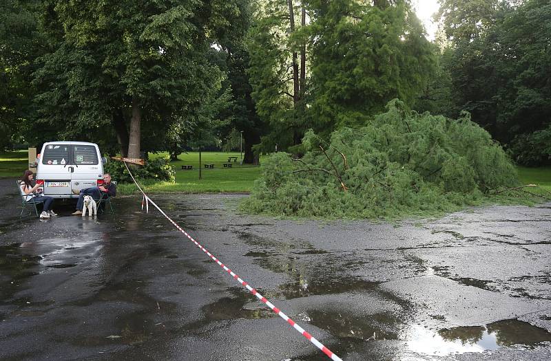 Poražený strom na Mariánské louce.