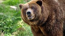 Medvěd Sigfried z děčínské zoo uhynul.