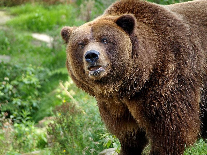 Medvěd Siegfried z děčínské zoo uhynul v květnu 2018.