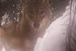 Vlka v národním parku zaujala fotopast.