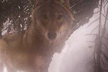 Vlka v národním parku zaujala fotopast.