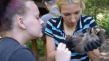 Zoo Děčín zkoumala pohlaví mývalí rodinky, která se letos narodila.