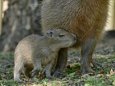Mládě kapybary vodní se narodilo v děčínské zoo.
