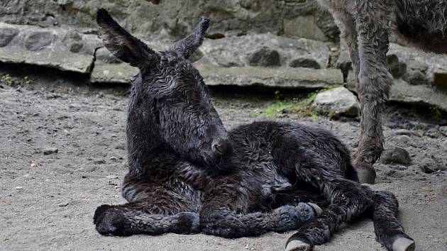 Samička osla domácího se narodila v děčínské zoo.