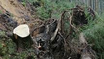 Likvidace škod po vichřici Herwart v národním parku.