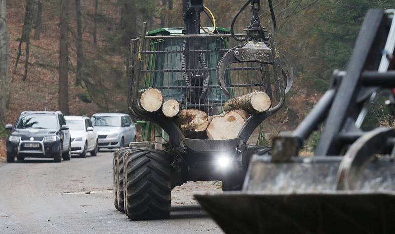 V Českém Švýcarsku padne 15 tisíc mrtvých stromů.