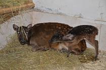 Zoo Děčín se raduje z odchovu vzácného jelínka z Filipín.