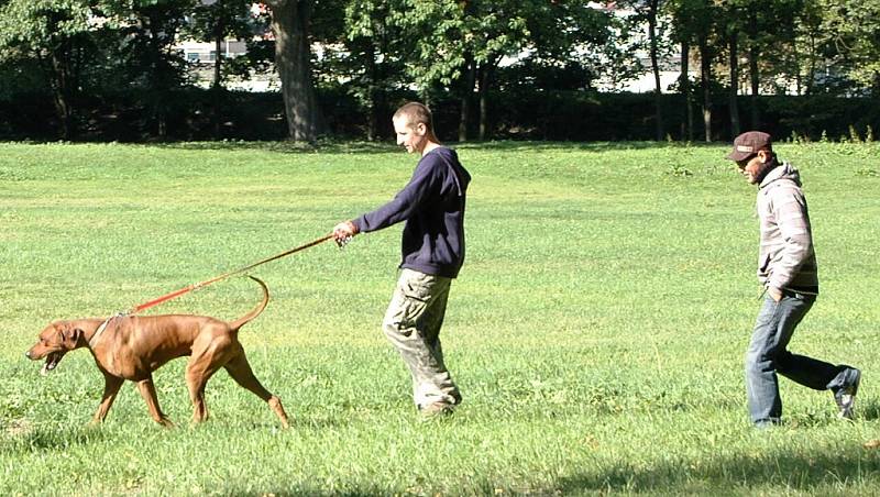 Přípravy na Mistrovství Evropy  v canicrossu a bikejöringu vrcholí