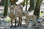 Děčínská zoologická zahrada hlásí další nový přírůstek. Na svět tam přišlo mládě kozorožce kavkazského.