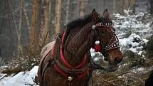 Se stahováním stromů v lese nad Přípeří pomáhají koně.