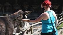 Děčínská zoologická zahrada se otevřela pro návštěvníky. Mohou se, ale pohybovat pouze ve venkovních prostorech.