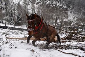Se stahováním stromů v lese nad Přípeří pomáhají koně