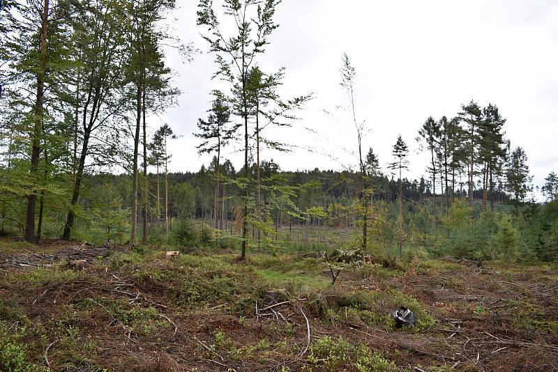 Těžbou po kůrovci zasažené lesy na Maxičkách.