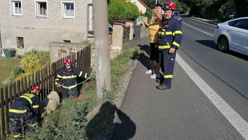 Hasiči i strážníci v Jílovém odchytli ovci. Zvíře běhalo na hlavní silnici a ohrožovalo provoz.