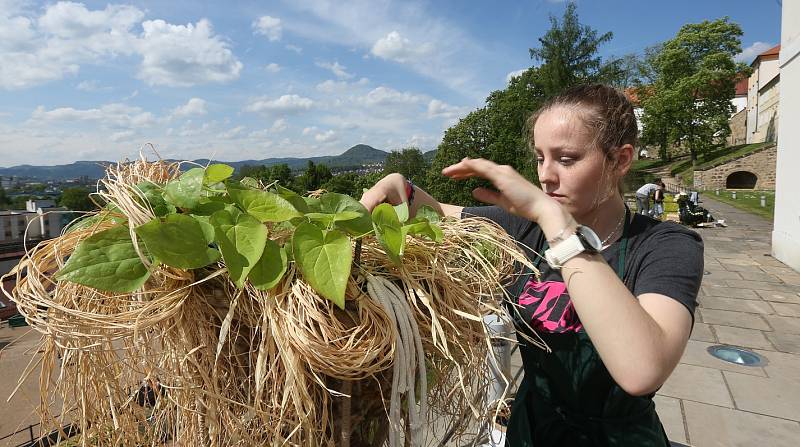 Ve čtvrtek soutěžili floristé v zámeckých zahradách v Děčíně.