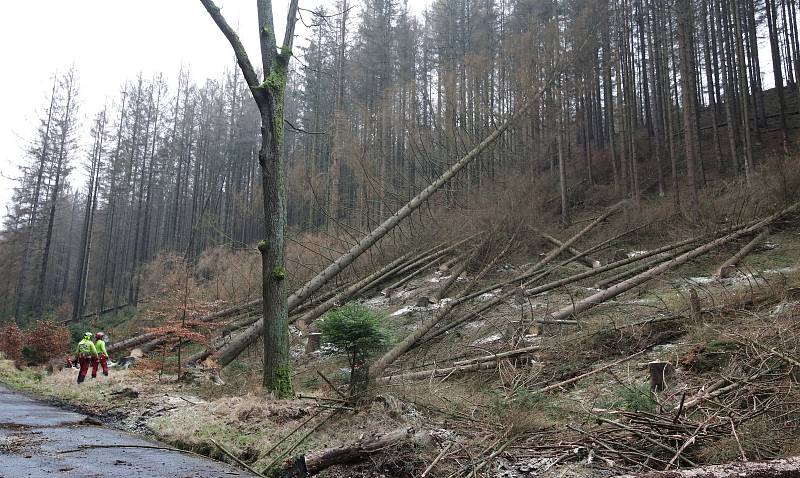 V Českém Švýcarsku padne 15 tisíc mrtvých stromů.