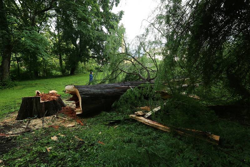 Poražený strom na Mariánské louce.