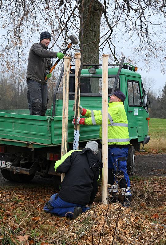 V Krásné Lípě doplnil lipovou alej o padesát nových stromů.